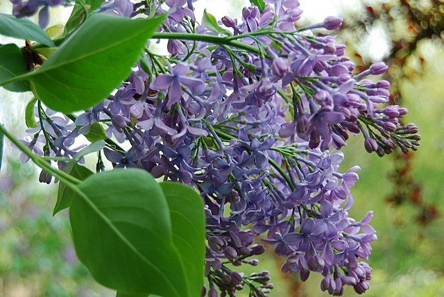 Syringa Vulgaris